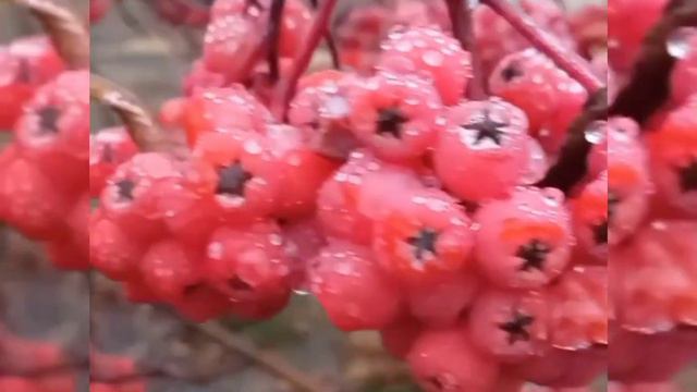 Мария Мутлова(Infanta) Уходит осень feat Ирина Кудряева(слова и музыка) смотреть онлайн