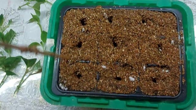 Черенкую метельчатую гортензию #Полистар . смотреть онлайн