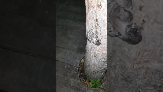 Как появляются новые слизни(3) смотреть онлайн