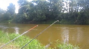 Ловля плотвы на донку с берега. Рыбалка на донку.