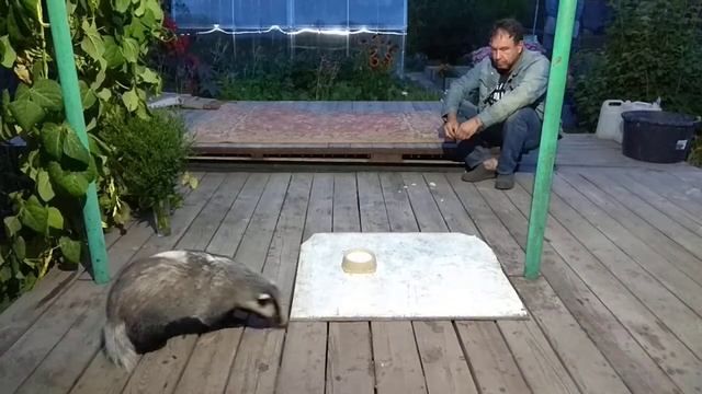 Дачный барсук. Приручение #3 смотреть онлайн