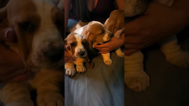 Red & white Basset Hound puppies at 8 weeks old. 🐶❤🤍🐶 смотреть онлайн