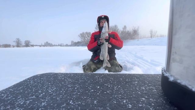 Щука,Трофей!зимняя рыбалка 2022.отлично порыбачил!щука на жерлицы!рыбалка Новосибирска смотреть онлайн
