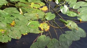 Кубышка желтая. Подножный (подводный) корм.