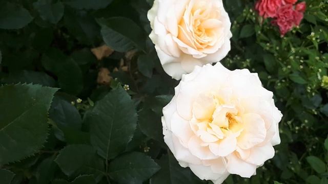 РОЗА САН СУСИ ??? ПРЕКРАСНАЯ ИТАЛЬЯНКА ИЗ ПИТОМНИКА НЬЮ ДЖЕРСИ ☝️??часть1???.... смотреть онлайн