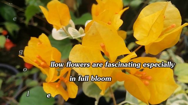 THE WONDER OF BOUGAINVILLEA YELLOW DE LIMA смотреть онлайн