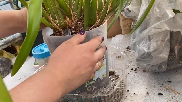 Пересадка Cymbidium , с шикарной корневой ?Посмотрим ?!)))? смотреть онлайн