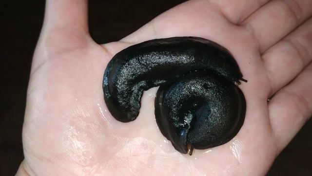 Мадагаскарские слизни черные ??.Да,они то же у нас есть ?#слизни#мадагаскарскиеслизни смотреть онлайн