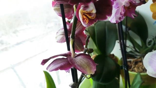 ОРХИДЕИ ДОМА: Frontera, Cleopatra, Magic Art, Brion, Las Vegas, Blanka...