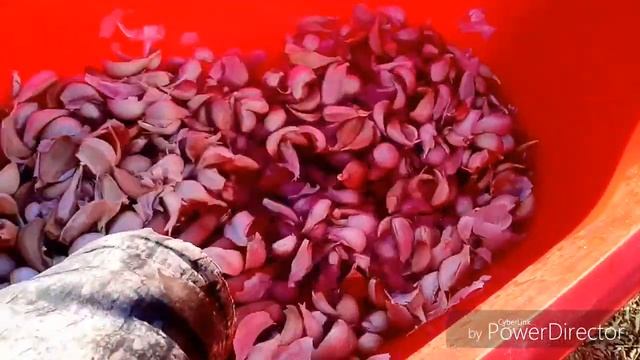 Посадка ярового чеснока 