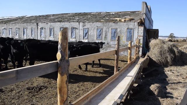 с. Саскаль Шимановского района. Элитное стадо. смотреть онлайн