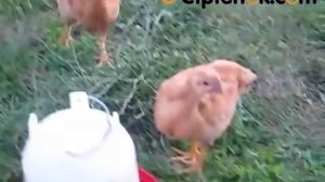 Куры породы Редбро - Redbro