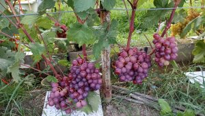 ОБЗОР 40 СОРТОВ и Г. ф. ВИНОГРАДА на 14 августа.