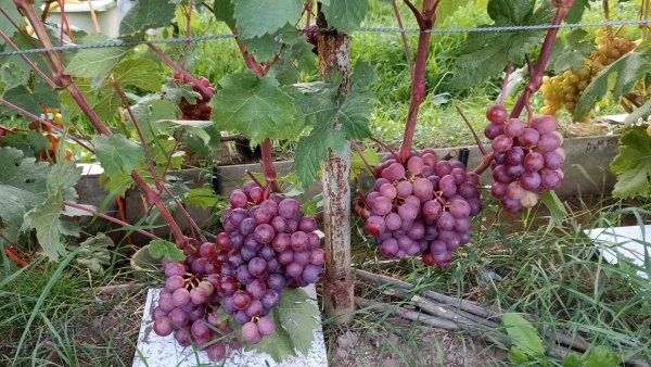 ОБЗОР 40 СОРТОВ и Г. ф. ВИНОГРАДА на 14 августа.