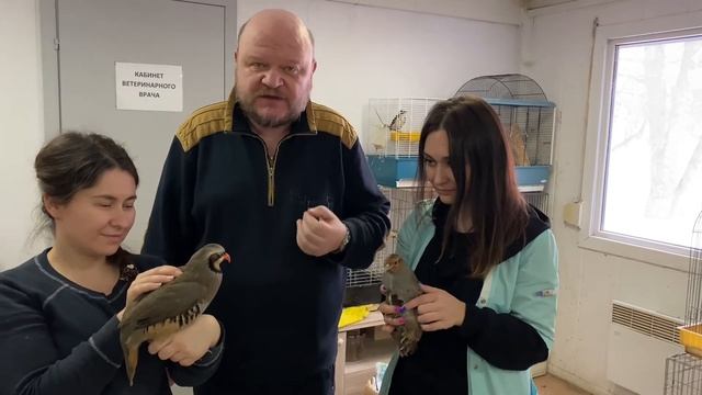 Видеолекции о птицах: каменная куропатка смотреть онлайн