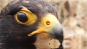 Орел - лучший хищник среди птиц. Интересные факты об орлах