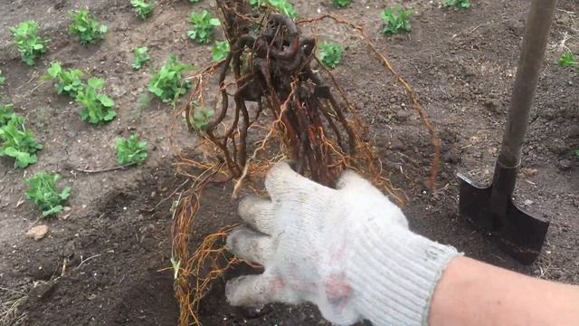 Правильная пересадка яблони! смотреть онлайн