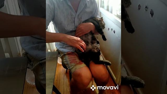 Как подстричь кота смотреть онлайн