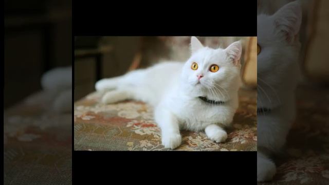 Марина Кравец против Динара Молдагалиева смотреть онлайн
