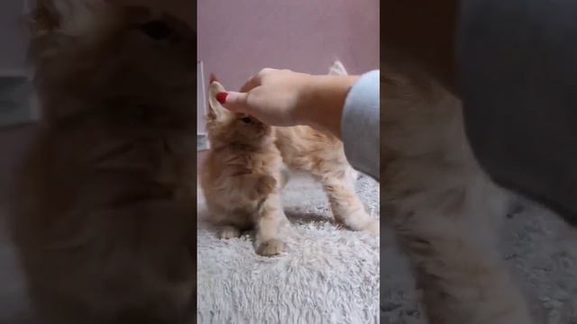 Я опять с рыжиками! У нас есть свободные котята для Вас! #мейнкун #котенокмейнкун #котята #котенок смотреть онлайн