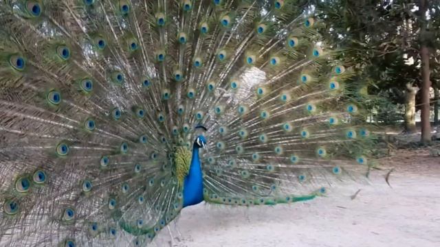 #Павлин во всей красе... смотреть онлайн