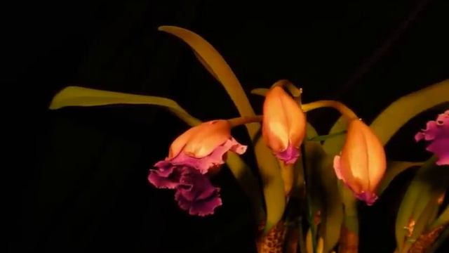 Orchid Time-Lapse, Cattleya 'Oprah Winfrey' смотреть онлайн