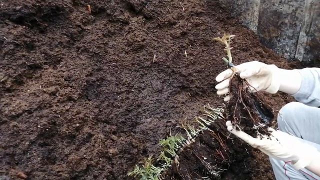 Пересадка роз. смотреть онлайн