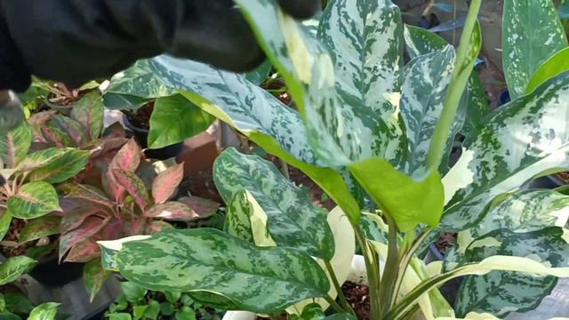 อโกลนีมา ไม้มงคล ว่านมงคล ไม้หายาก смотреть онлайн