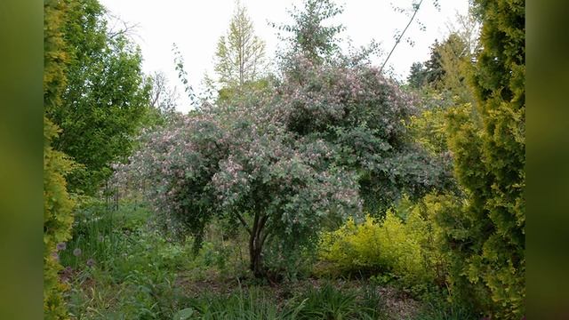 Жимолость Королькова Korolkowii смотреть онлайн