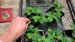 СОБРАЛИ  МУРАНО.  ИТОГИ ВЫРАЩИВАНИЕ КЛУБНИКИ ЗИМОЙ В ПОДВАЛЕ. | Рассада фриго