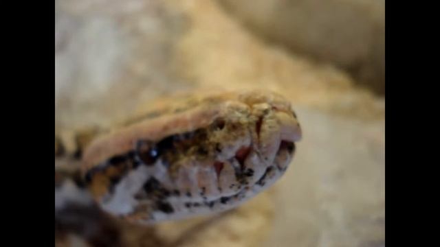 paradox albino burmese python смотреть онлайн