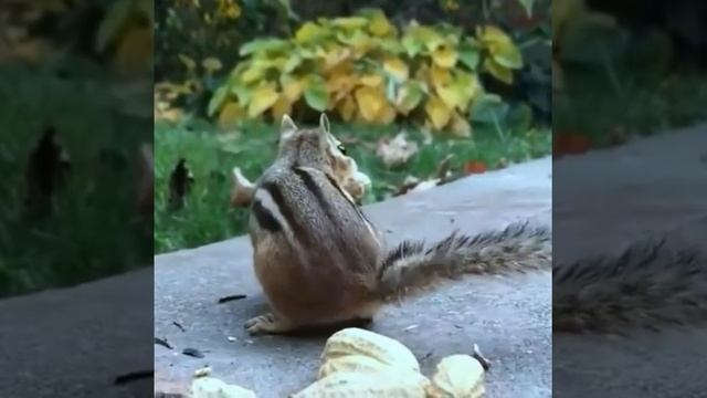 "Ни туда, ни сюда": Бурундук старается ухватить арахис за обе щеки смотреть онлайн