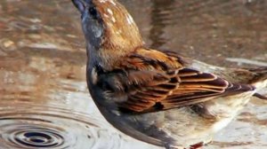 Воробушки. М. Красев.