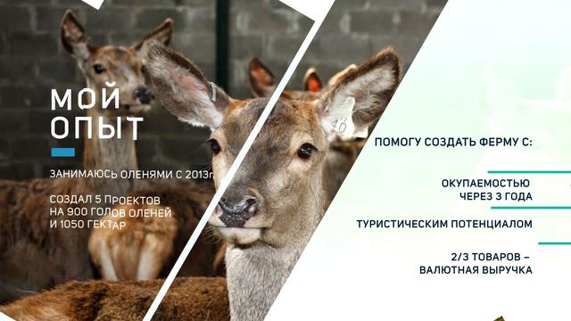 Оленеводство современное животноводство. смотреть онлайн