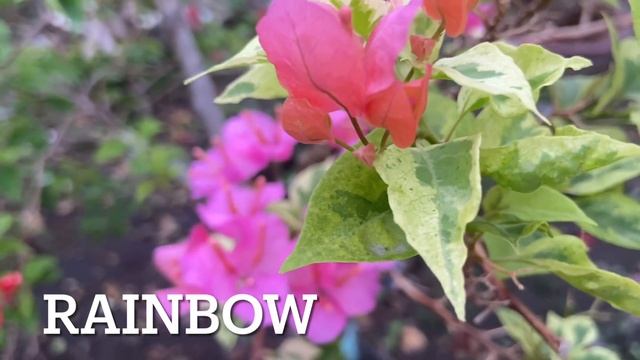 id’s of variegated bougainvilleas and how to make it bloom nonstop смотреть онлайн