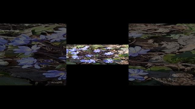 Первые цветы! Первоцветы! смотреть онлайн