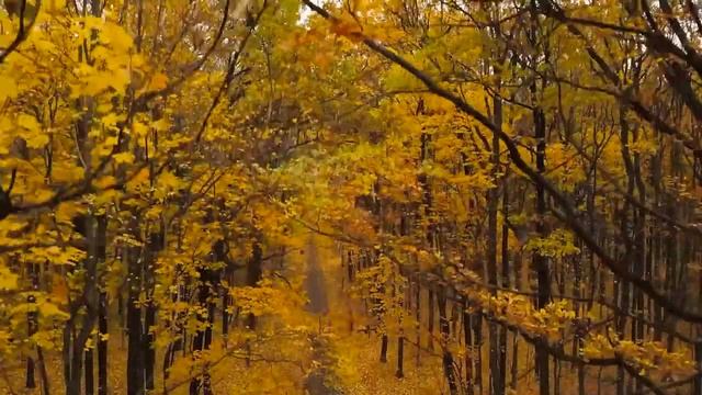 Расслабляющая музыка для отдыха ума, стресса, беспокойства ? Исцеление разума, тела и души #5 смотреть онлайн