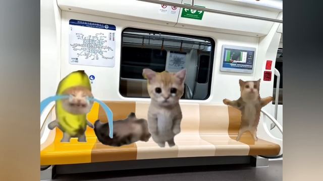 Happy Cat Tiktok Compilation #2