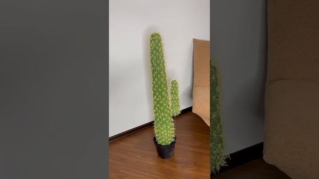 кактус мексиканский в техническом кашпо смотреть онлайн