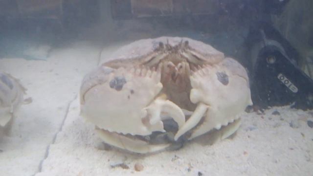 【器用なカニ】巻貝を開けようと必死に格闘して燃え尽きるメガネカラッパさん♪　　爆食　食いしん坊　早食い　大食い　カニ　Box Crab　kakra　kekda　Kepiting　cua　краб　ป смотреть онлайн
