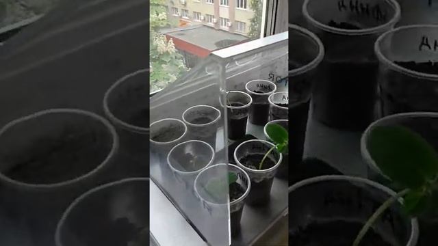Парник Мах Factor на подоконнике смотреть онлайн