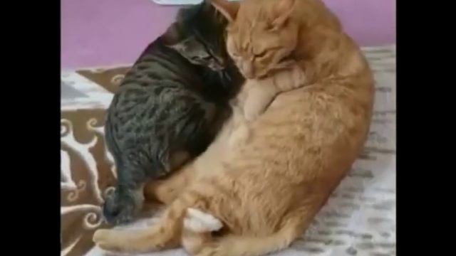 Котик нежно вылизывает кошку смотреть онлайн