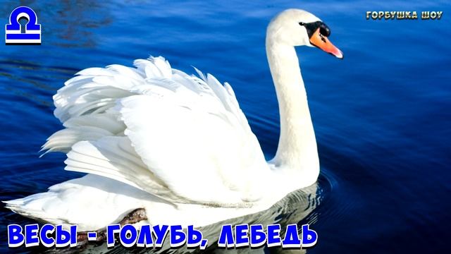 КАКАЯ ТЫ ПТИЦА ПО ЗНАКУ ЗОДИАКА смотреть онлайн