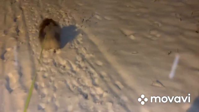 Шпиц ,зимние прогулки смотреть онлайн