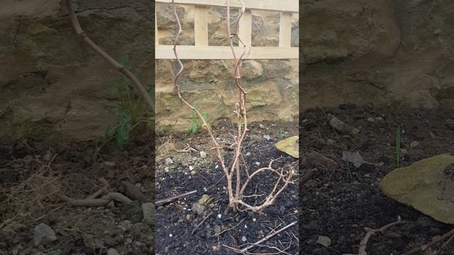 Growing And Propagating A Hardy Kiwi Berry (Actinidia Arguta, 