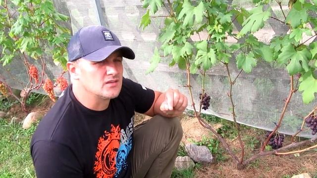 ??Вкус винограда Каталония. Стоит садить или нет? Виноград.