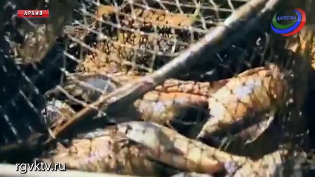 Более 3,5 тысяч тонн выловили рыбаки Дагестана с начала года смотреть онлайн