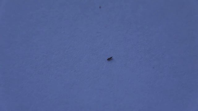 Трипсы на розах. смотреть онлайн