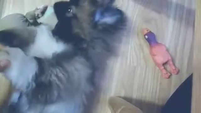 Как расчесать собаку без укусов смотреть онлайн