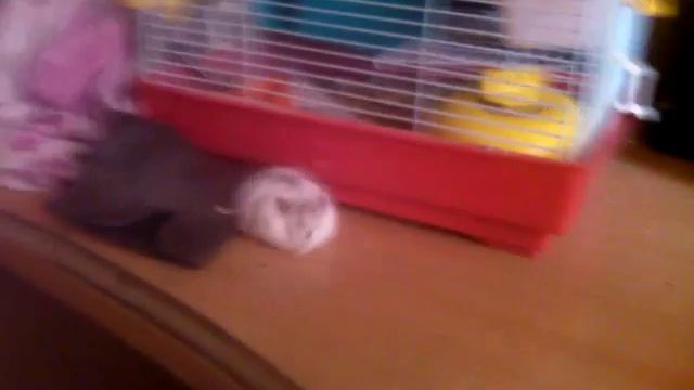 Хомяк сбежал!!!